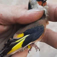 سهره نر خرم آباد|پرنده|فردیس, شهرک راه آهن|دیوار