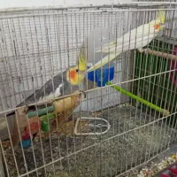 عروس هلندی مولد