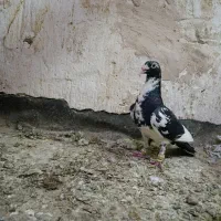 پلنگ سیاه افشون سیاه