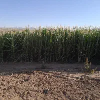 ذرت علوفه درجه ۱|عمده‌فروشی|شیروان (خراسان), |دیوار