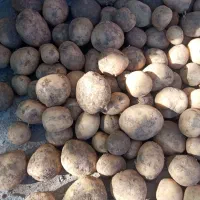 سیب زمینی درجه ۱زرد