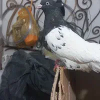 کله سیاه ماده