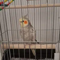 عروس هلندی ۱ سال و ۳ ماهه ماده و سلامت با قفس|پرنده|بروجرد, |دیوار