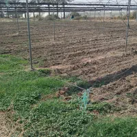 گلخانه اجاره ای