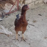 فروش مرغ لاری و مرندی|حیوانات مزرعه|حمیدیا, |دیوار