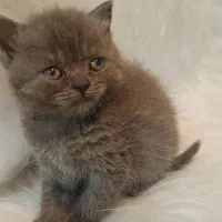 گربه های برتیش و اسکاتیش|گربه|اهواز, کوی نیرو|دیوار
