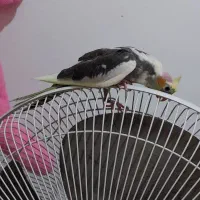 مجسمه عروس زیبا|مجسمه، تندیس، ماکت|تربت جام, فاز ۳ فرهنگیان|دیوار