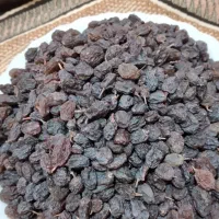 کشمش آذربایجان ملکان