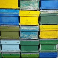 کلنی زنبور عسل