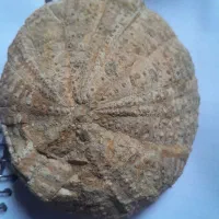 سنگ فسیل