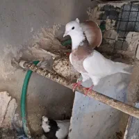 کبوترسفیدوطوقی|پرنده|سعدآباد, |دیوار