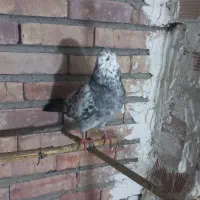 کبوتر|پرنده|گرمی, |دیوار