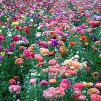 زمین مسکونی سه نبش کلواری فلارد