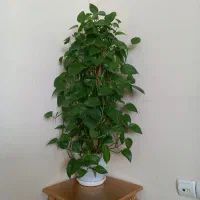 گل طبیعی پتوس