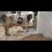گاو