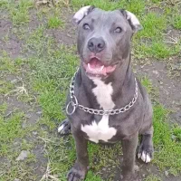 پیتبول ماده