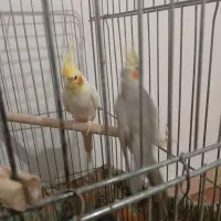 یه جفت طوطی عروس تعویض با قناری|پرنده|قزوین, |دیوار