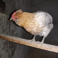 3 عدد مرغ گلین