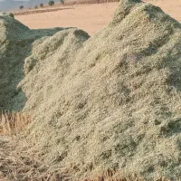 خریدار کاه لوبیا به صورت نقدی در دهگلان حومه
