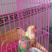 طوطی برزیلی|پرنده|قرچک, میرزائی شمالی|دیوار