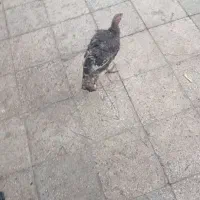 بوقلمون سه ماه