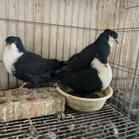 ریش سیاه کاکلی