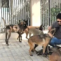 فروش سگ اصیل در مجموعه مجوزدار ایران|سگ|ملارد, |دیوار