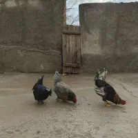 مرغ و خروس محلی|حیوانات مزرعه|بشاریات, |دیوار