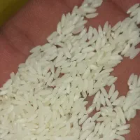 برنج عنبر بو محصول خوزستان