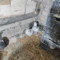 کبوتر|پرنده|تیکمه داش, |دیوار