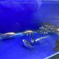 ماهی کوی گرید بالا