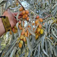 پیش فروش نهال سنجد اصلاح شده