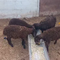 برع نر نیم لاش