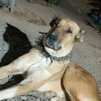 واگذاری سگ ماده گلگی