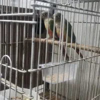 مولد گرینچیک و ملنگو