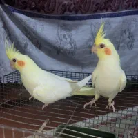 سلام دو عدد عروس هلندی|پرنده|ایرانشهر, |دیوار