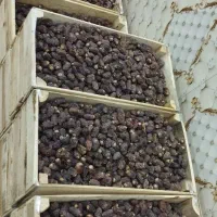 خرمای بریم|حراج|شادگان, |دیوار