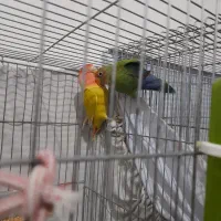 طوطی برزیلی مولد