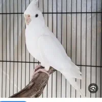 عروس هلندی گم شده رنگ سفید