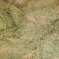 یونجه (علف درزه کرده)|عمدهفروشی|تفت, |دیوار