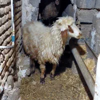 گوسفند