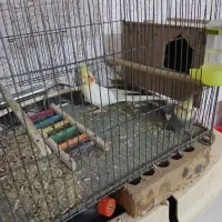 حمیدیه|پرنده|حمیدیه, |دیوار