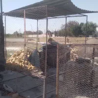 گنجه قفس کفتر و مرغ خروس