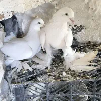 کبوتر کله ای و سبکیلی گوی گویروخ توحلی|پرنده|اسکو, |دیوار