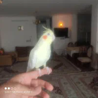 عروس هلندی دستی|پرنده|اصفهان, هفتون|دیوار