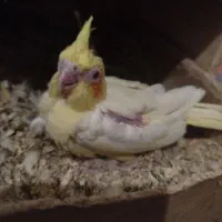 جوجه عروس هلندی یک ماه|پرنده|زاهدان, |دیوار