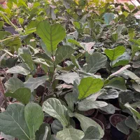 فروش عمده گل اپارتمانی و بیرونی