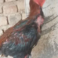 یک خروس لاری بفروش میرسد قیمت سه ملیون پوصد