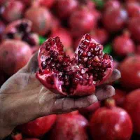 تنوع نهال انار برای باغداران حرفه‌ای