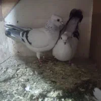 شامی سفید کاکولی دم سفید